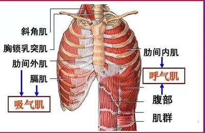 肺炎-呼吸训练器-基层肺功能-脑卒中-心血管病-中风-脑梗-慢阻肺-哮喘-呼吸肌-排痰-肺功能检测仪-全网担保